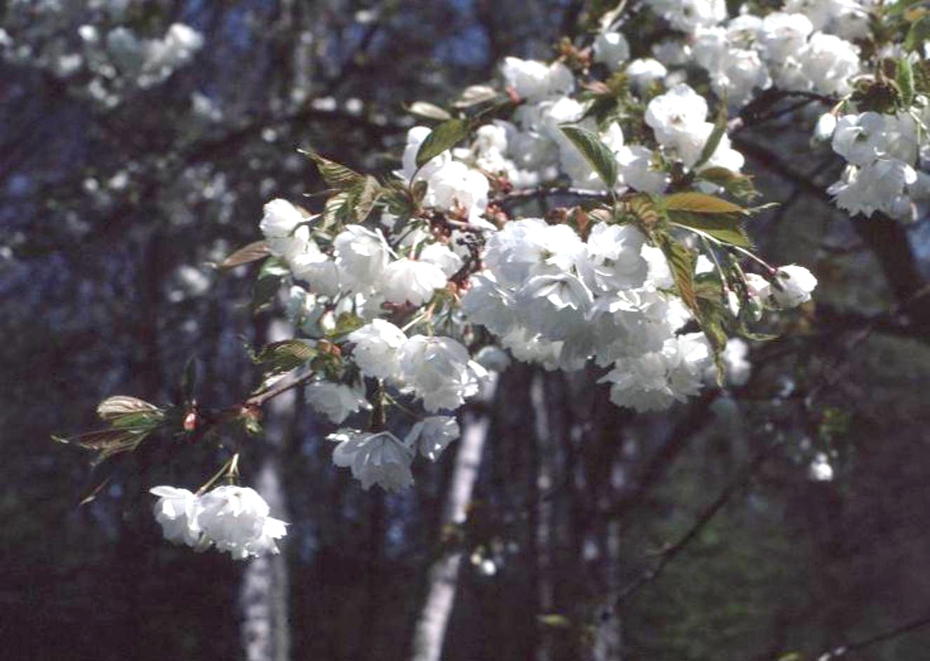 Online Plant Guide - Prunus species / Flowering Cherry